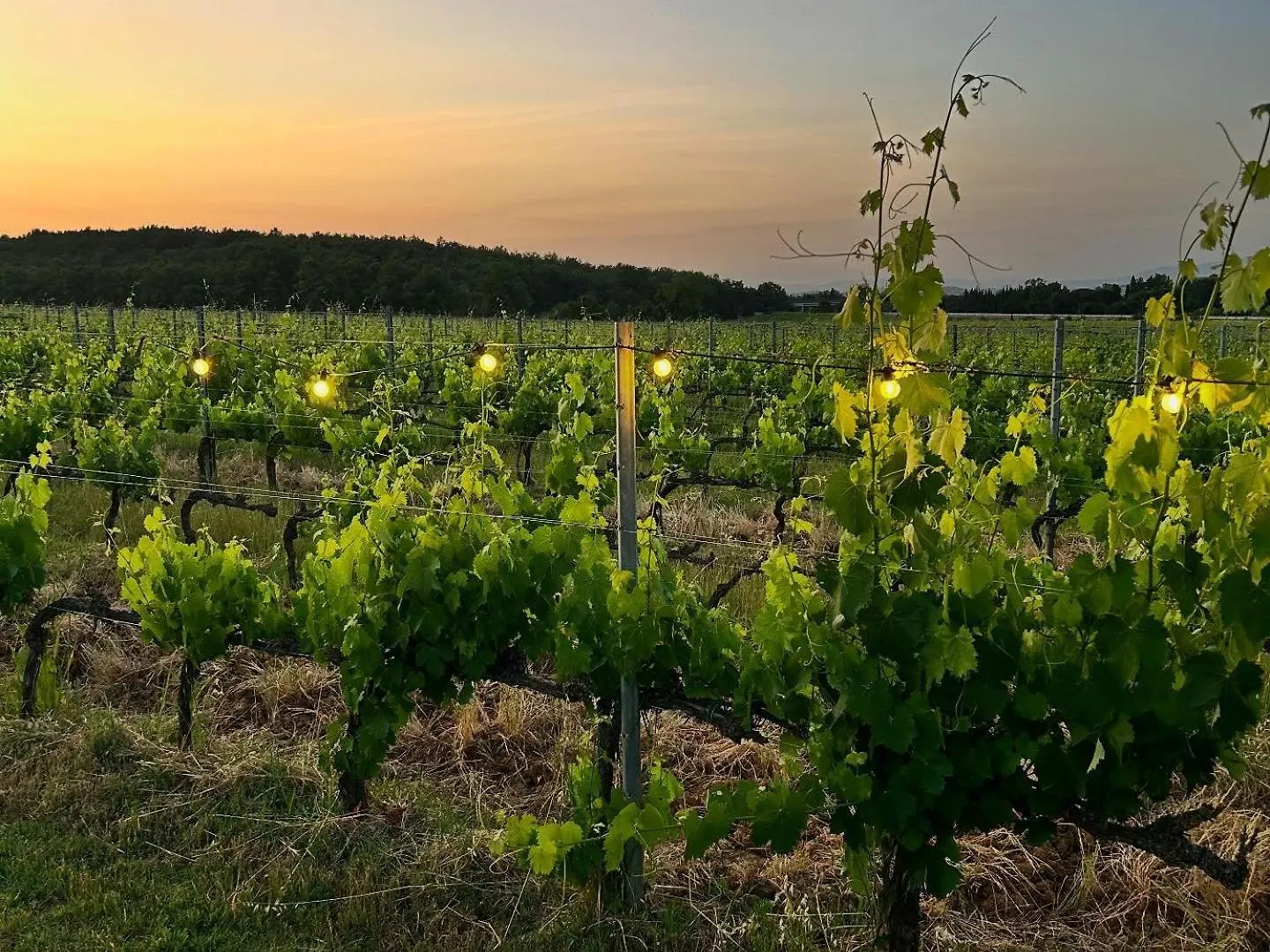 Podere Casanova & Wine Experience - Montepulciano Stazione 아파트