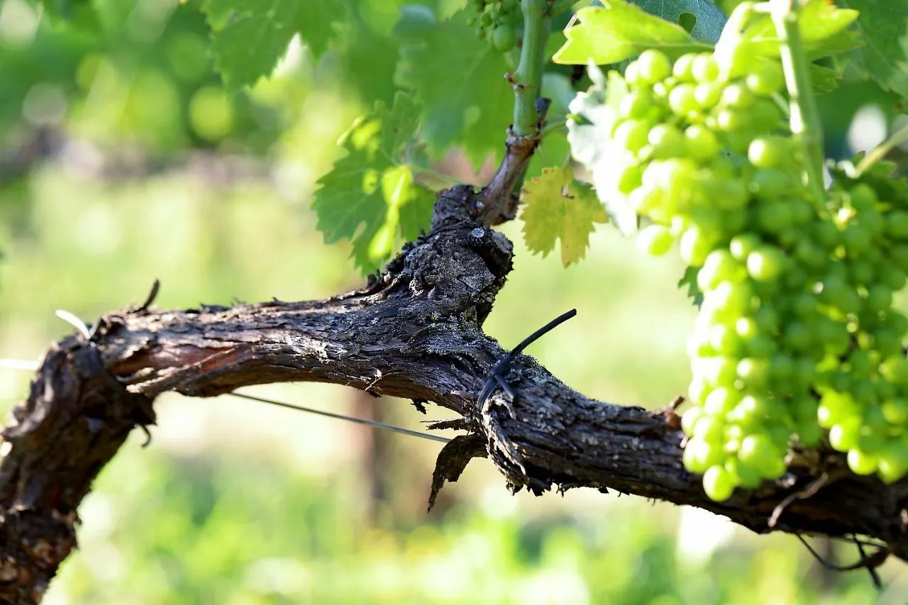 Podere Casanova & Wine Experience - Montepulciano Włochy
