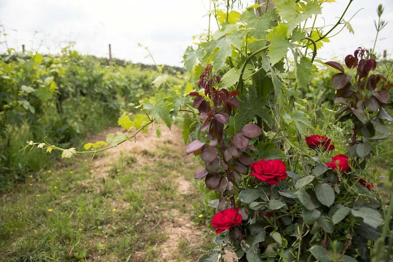 Podere Casanova & Wine Experience - Montepulciano